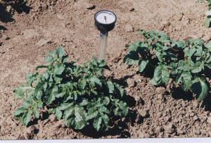 Tensiometer in Kartoffeln Bornuur