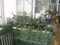 Pflanzen im Labor
