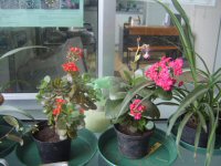Die Pflanzen im Mai