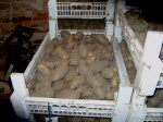 Kartofflen zur Zucht bei Egle